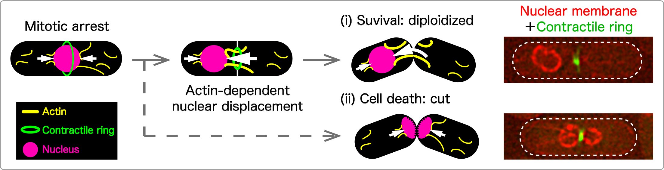 Identify “rescue” mechanism that helps cells survive malfunctioning split