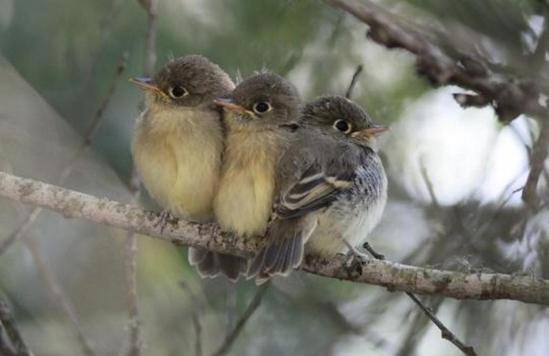 Study: Noise and light pollution alter bird mating behaviour