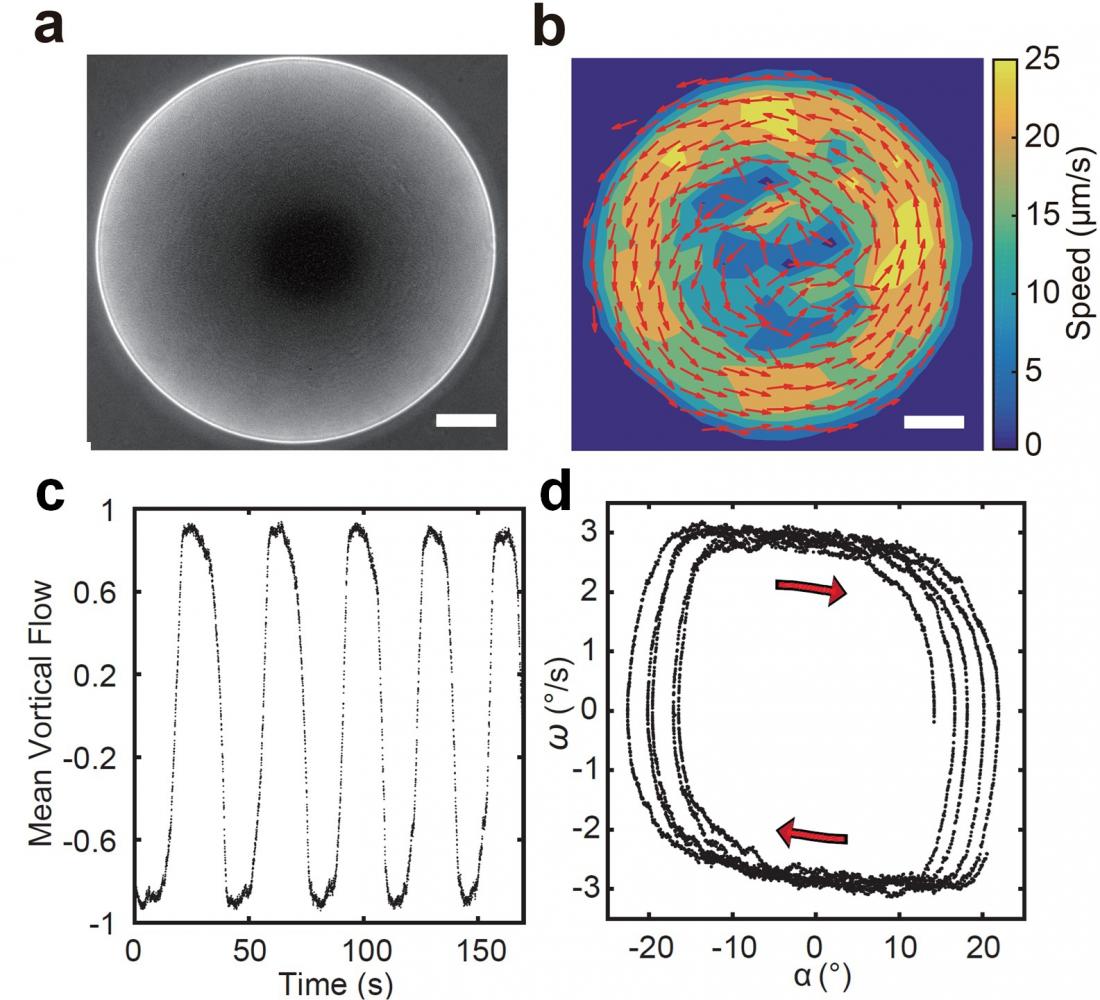 Physicists Discover New Route to Active Matter Self-Organisation Provides New Directions on Fabricating Self-driven Devices and Microbial Physiology