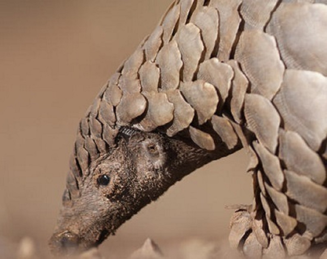 Pangolin Coronavirus Could Jump to…