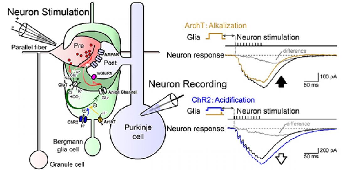 Signal Coupling Between Neuron-glia Super-network May Lead to Improved Memory Formation: Study