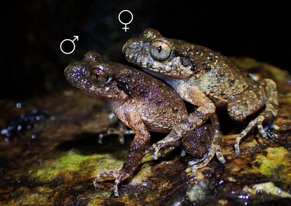 LU scholar discovers novel reproductive behaviour in native frog species