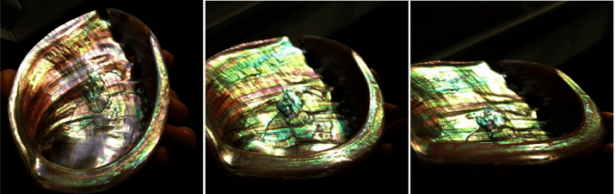 mother of pearl found in red abalone