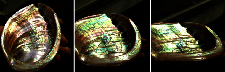 mother of pearl found in red abalone