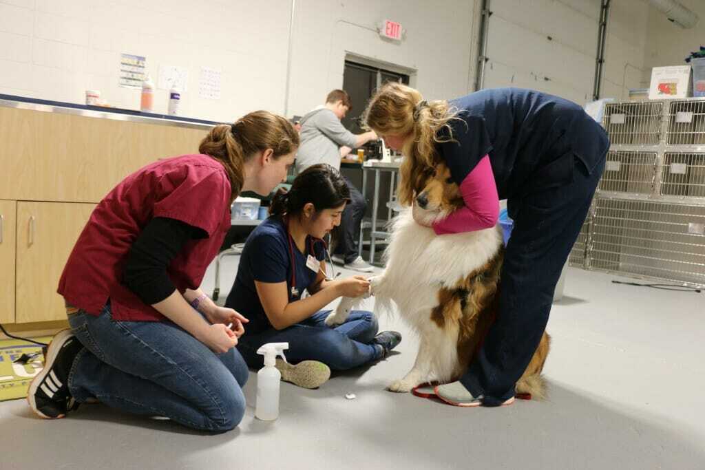 Veterinary clinic for homeless pet…