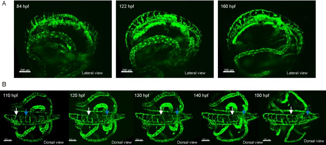 New light-sheet microscopy unit reduced photodamage