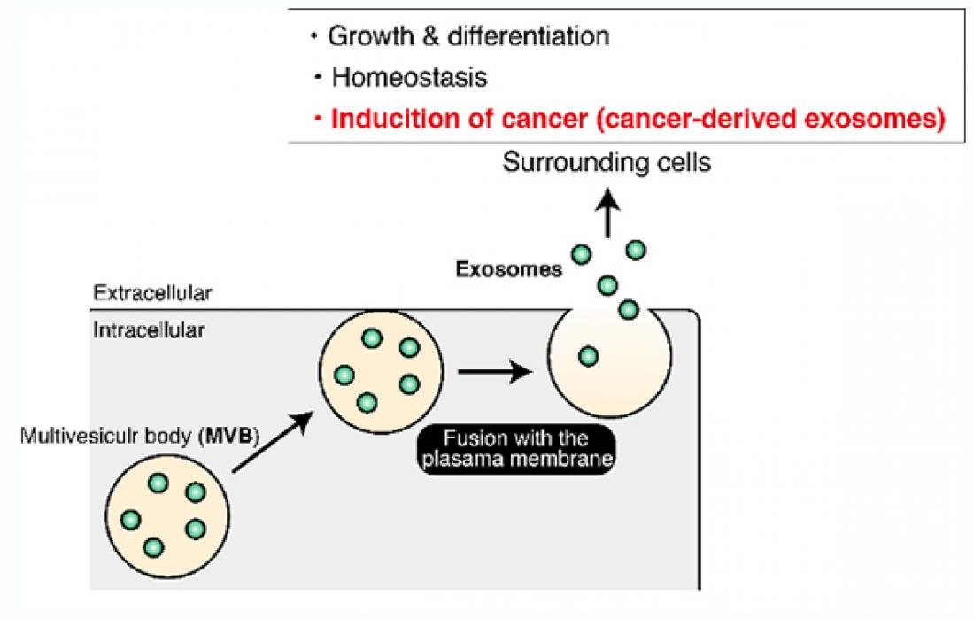 Distinct Cell-to-cell Communication Processes Controlled…