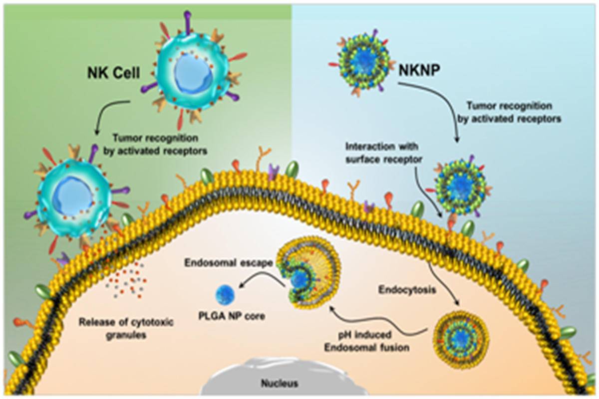 Biomimicry could help early cancer detection