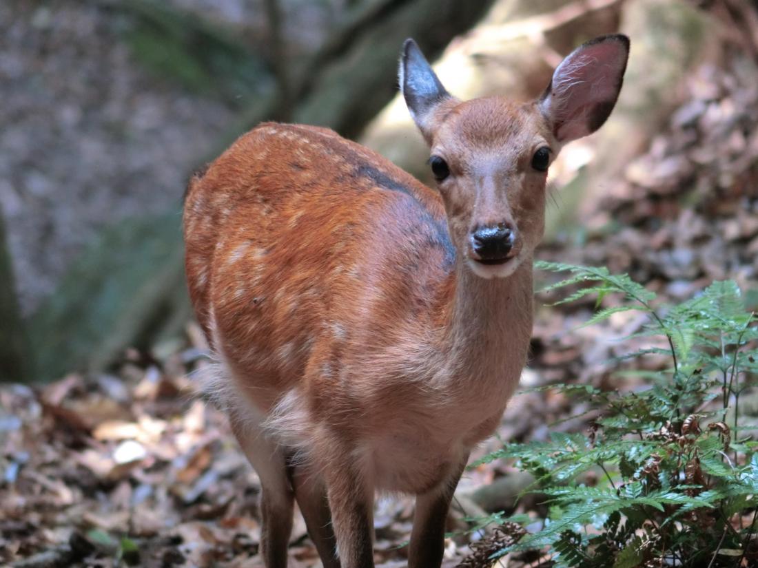 Declining deer population likely due…