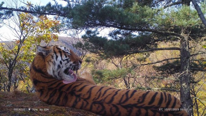 Feline Research Center of National Forestry and Grassland photo