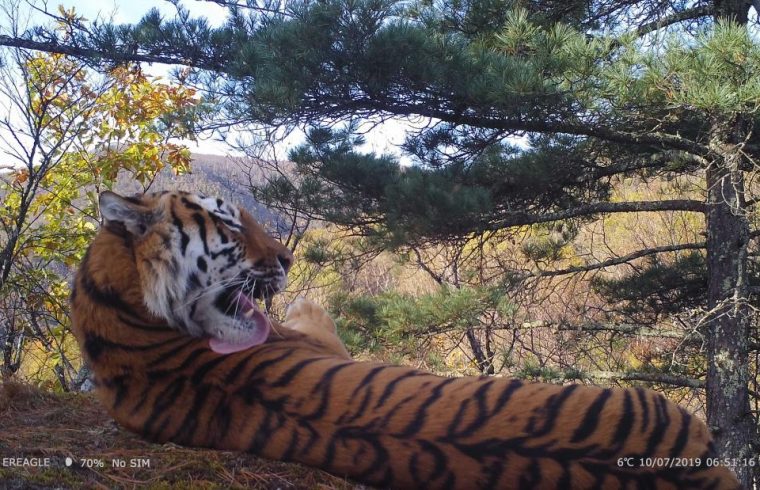 Feline Research Center of National Forestry and Grassland photo