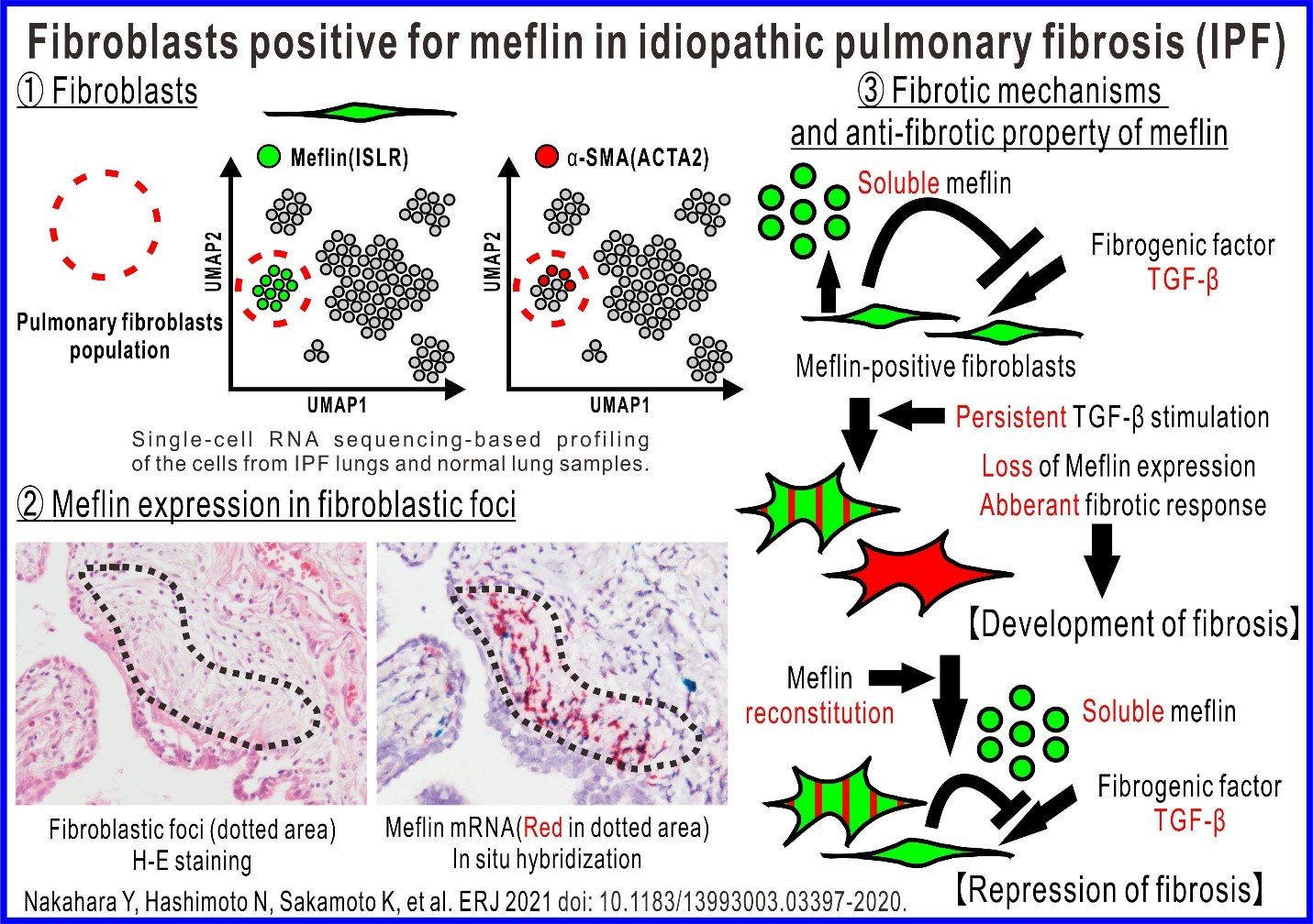 Cells combating a deadly lung…