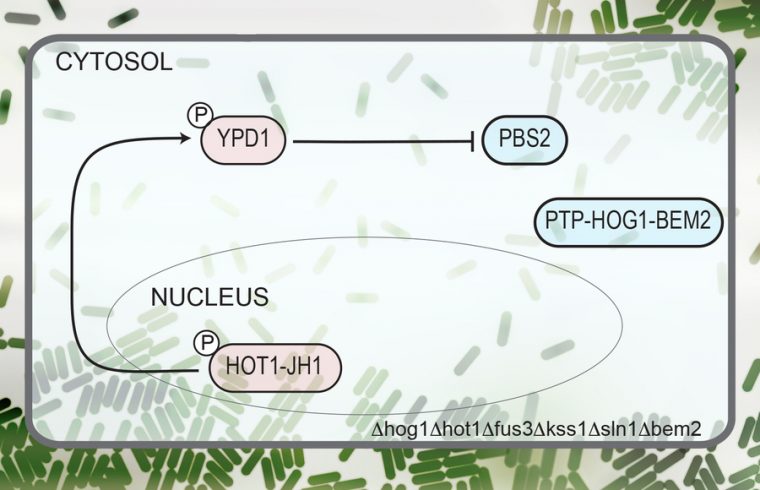 MIT Protein Networks 01 PRESS 0