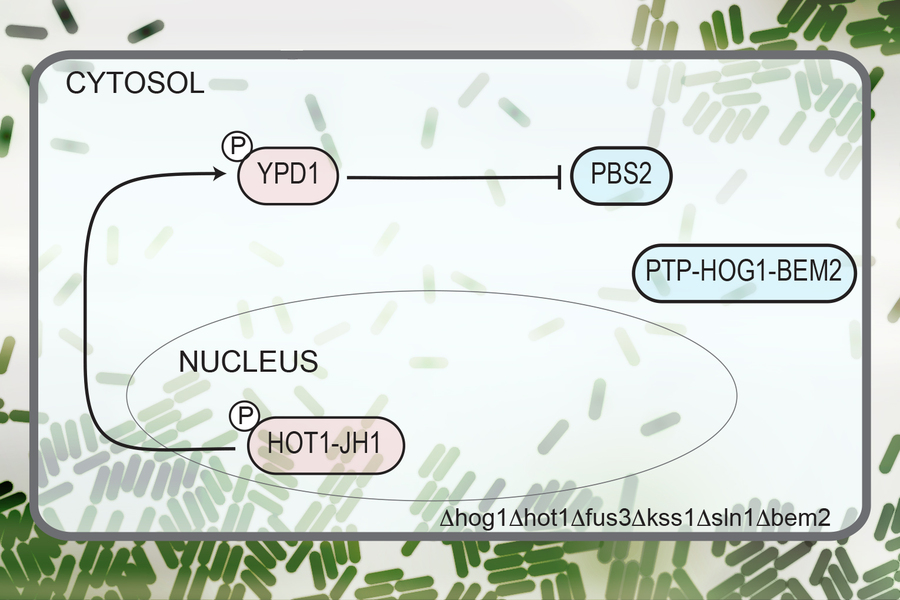 Synthetic biology circuits can respond within seconds