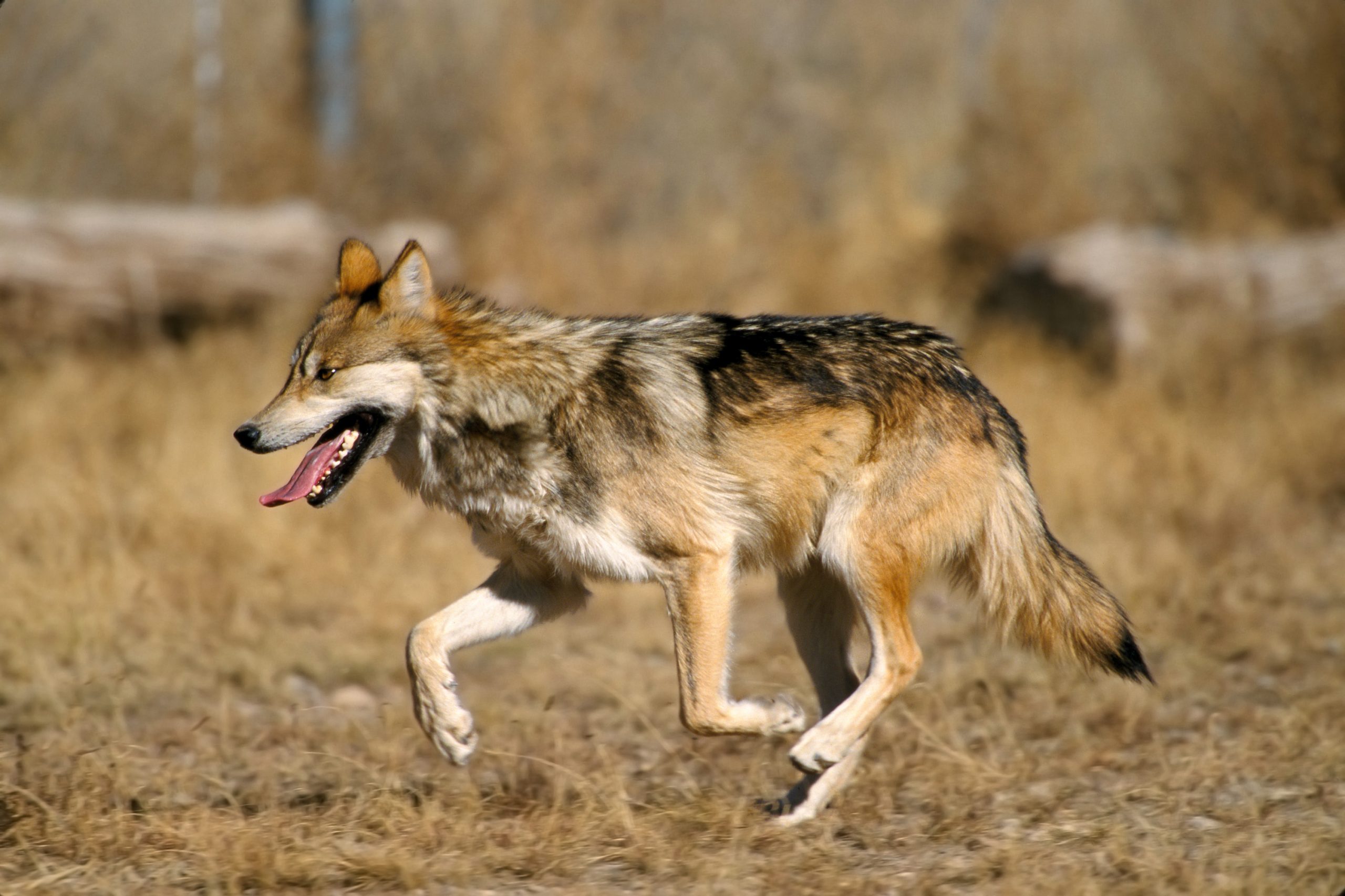 Hunting and hidden deaths led to estimated 30% reduction in Wisconsin’s wolf population