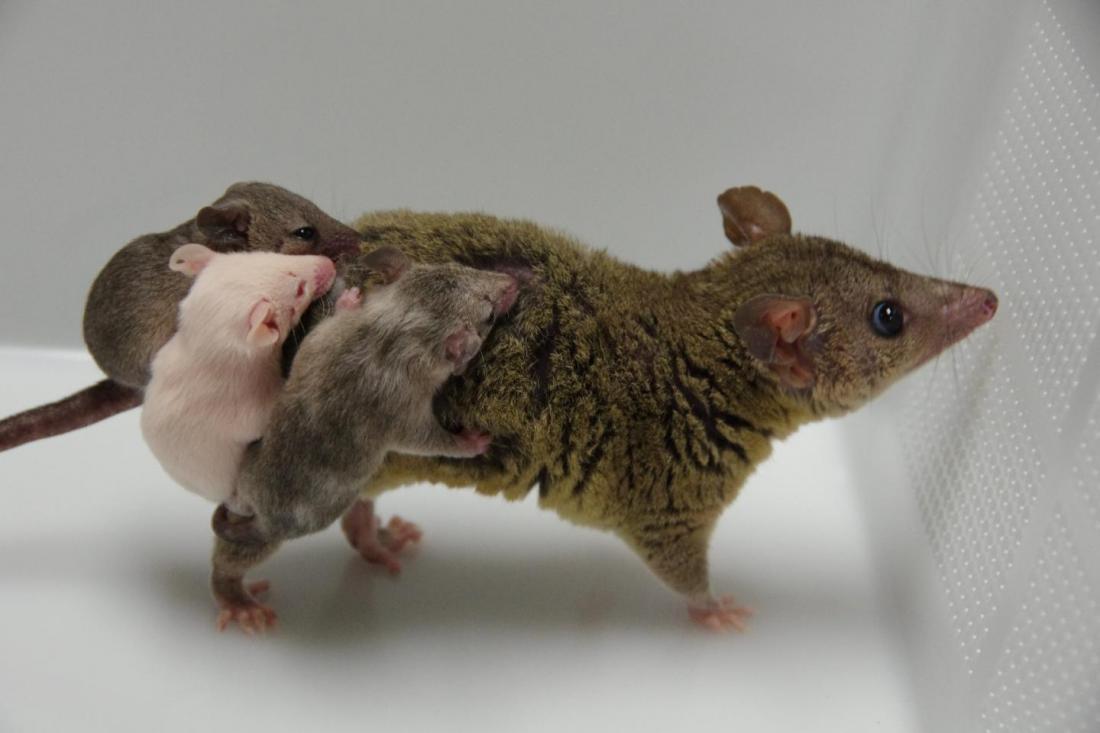 Genome editing meets marsupials