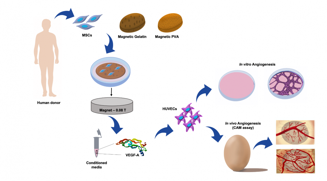 Magnetic field leads to regenerate…