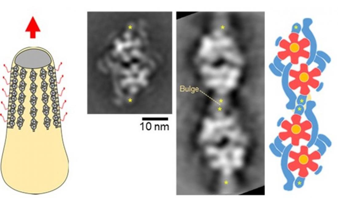 Mycoplasma mobile moves into overdrive:…