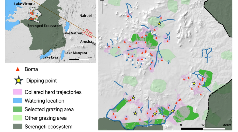 Scientists track cattle with GPS to better understand disease risks in East Africa