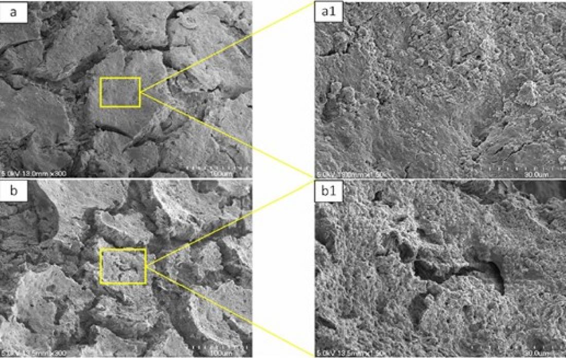 Study: Alginic acid improves artificial bones