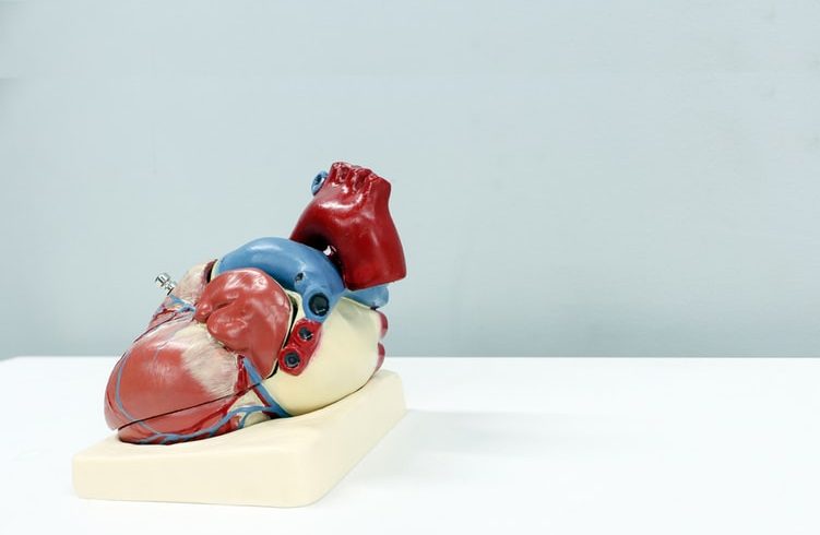 anatomical heman heart model ii 1