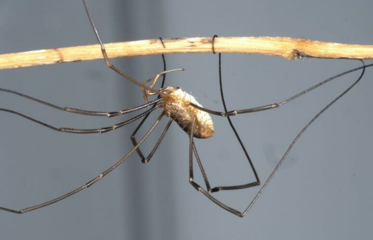 daddylonglegs