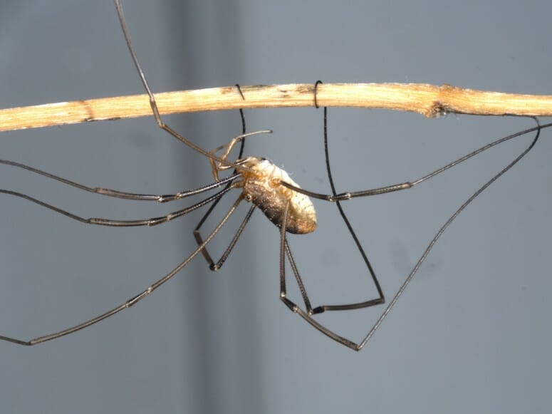 Daddy longlegs got their long…