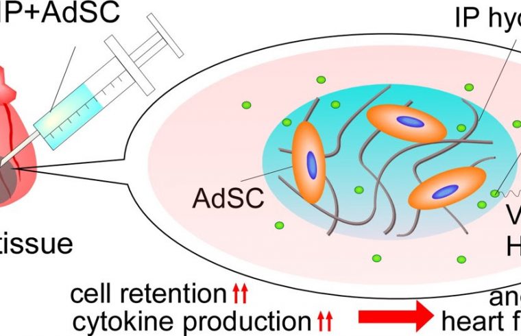 hydrogel holds life giving cells longer