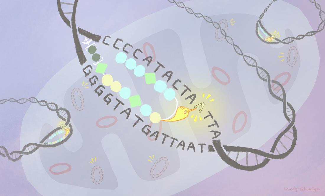 Deleting DNA to treat mitochondrial…