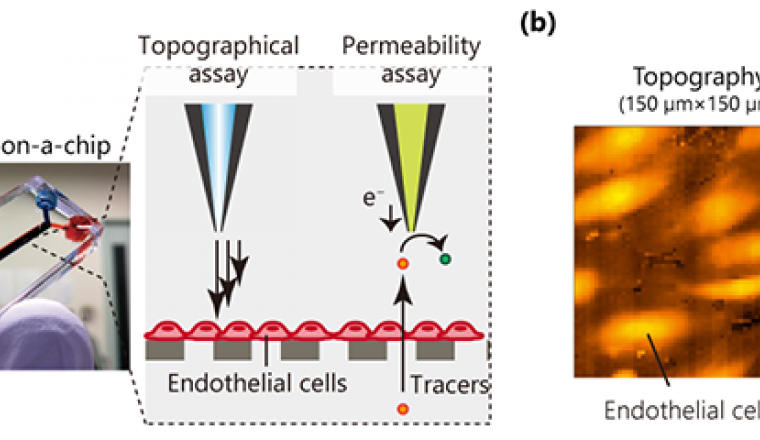 research microphysiological system