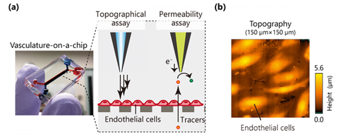 New Imaging Tool Visualizes Cell Functions in Microphysiological System