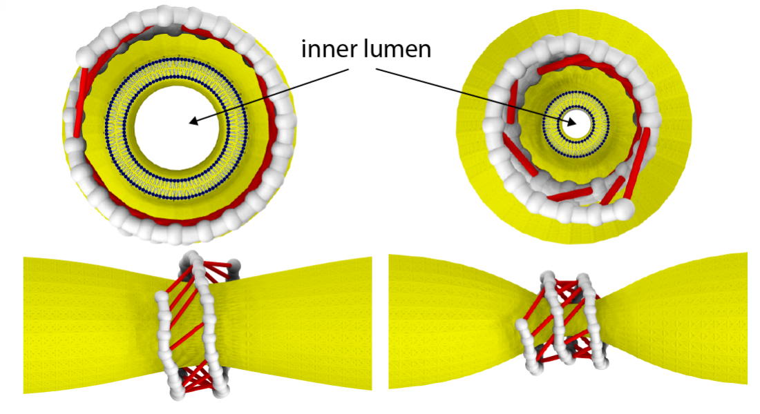 Understanding a nanomuscle