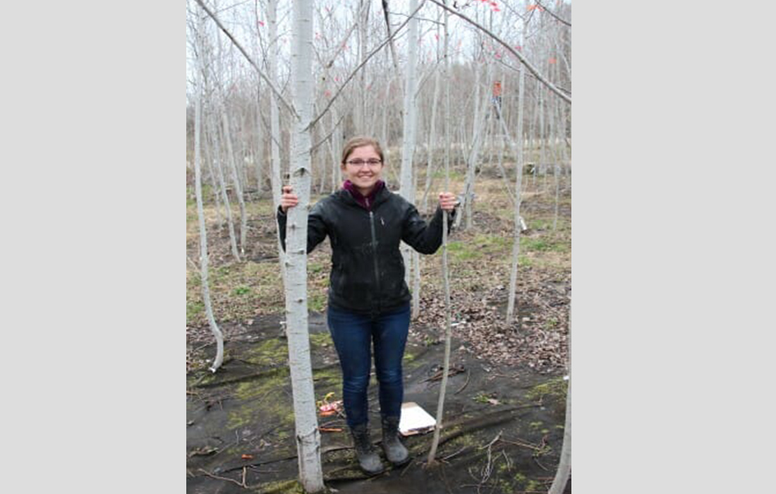 Study shows how aspen forests…