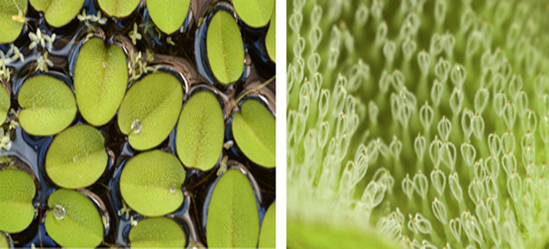 Salvinia secret: how do they…