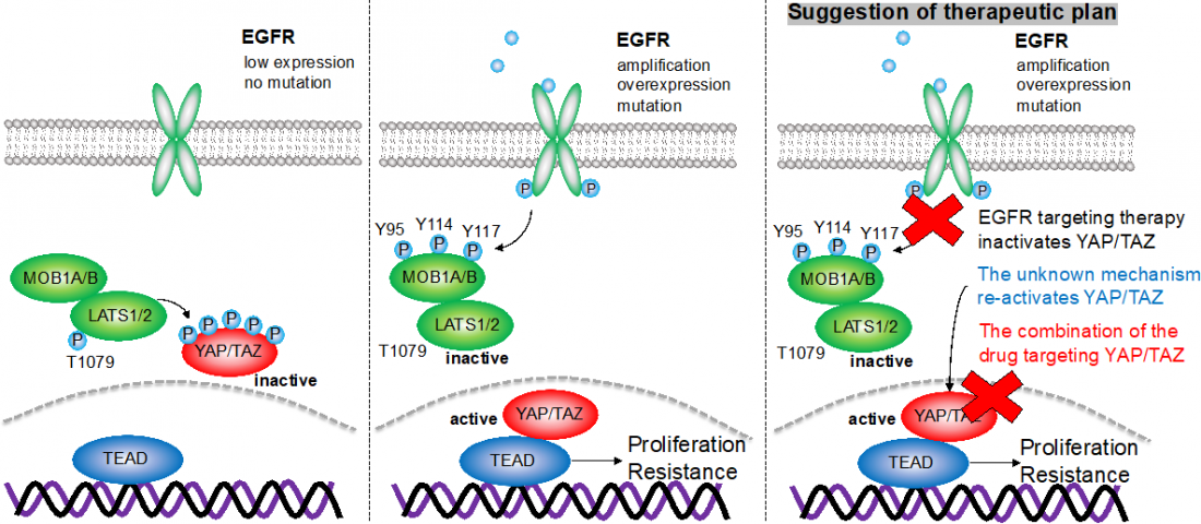 Researchers identify key components of cellular malfunction leading to cancer