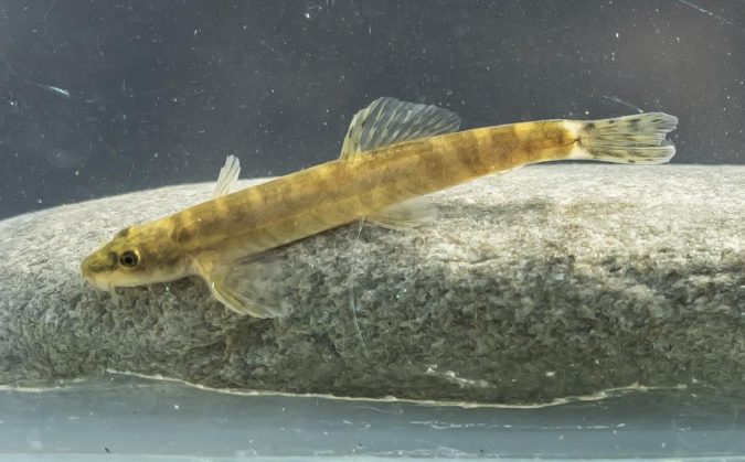 A Batman River loach