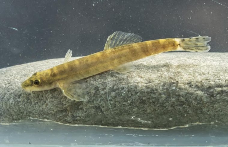 A Batman River loach