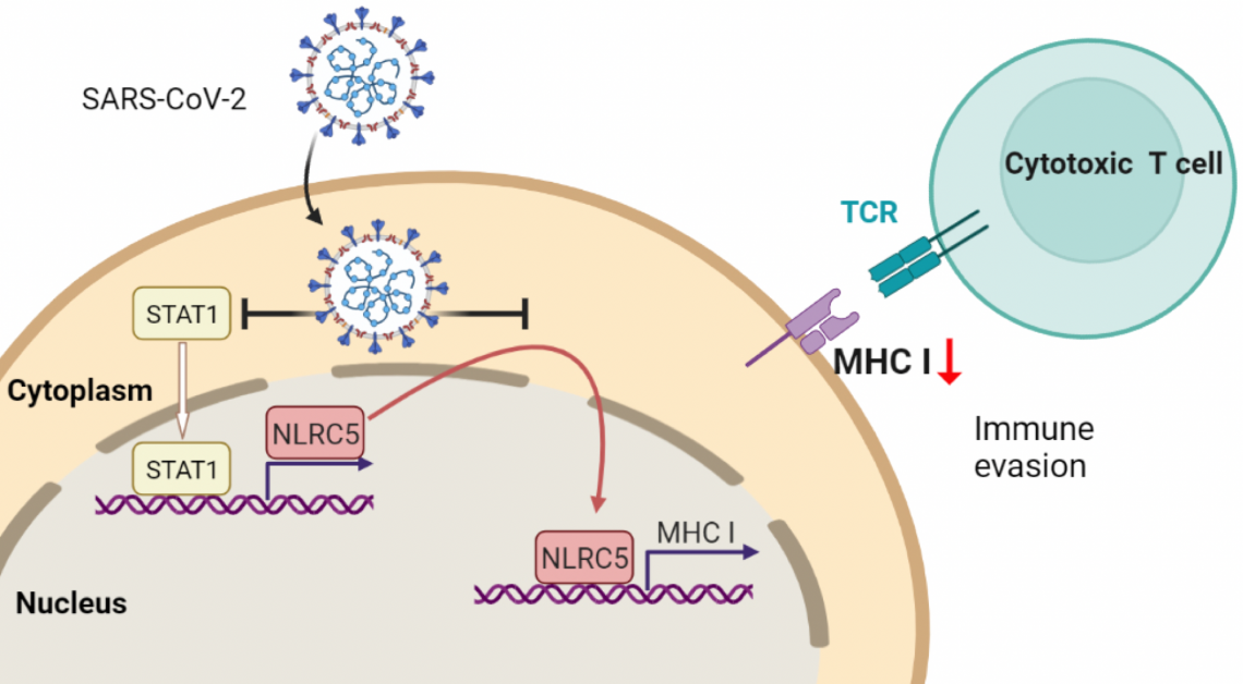 How SARS-CoV-2 evades our immune…