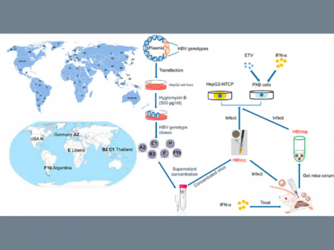 Hepatitis B cell lines research