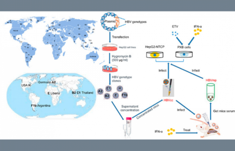 Hepatitis B cell lines research