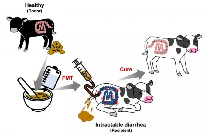 pr treating intractable diarrhea in calves