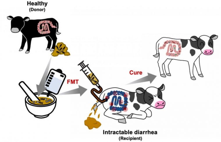 pr treating intractable diarrhea in calves