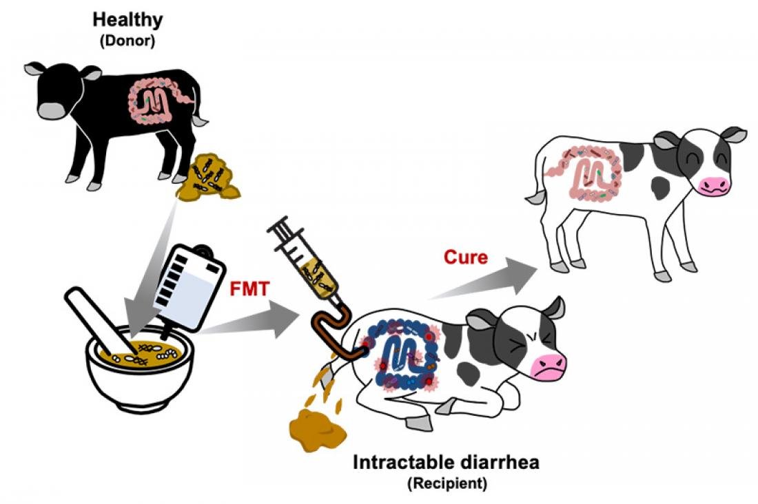 Treating Intractable Diarrhea in Calves…