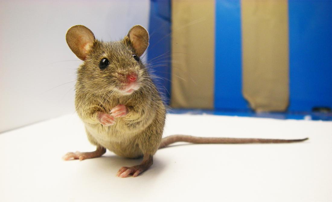 Scientists reveal the diverse history of the wild house mouse across Europe and Asia