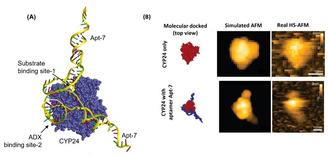 Researchers identify a molecule that…