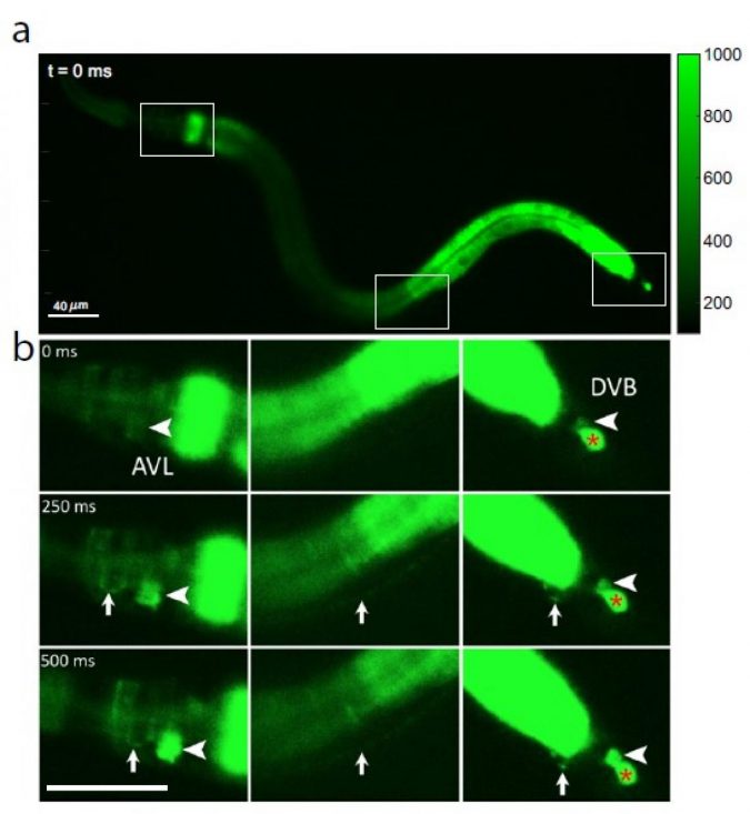 Calcium fluorescence images