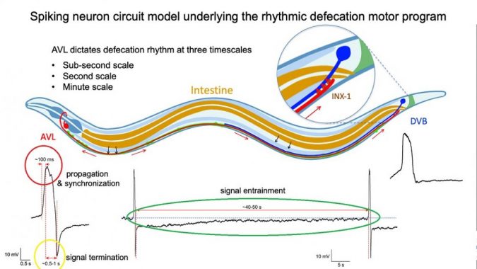 Figure for Celegans enteric motor neurons 2 circle added