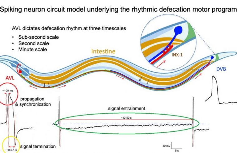 Figure for Celegans enteric motor neurons 2 circle added