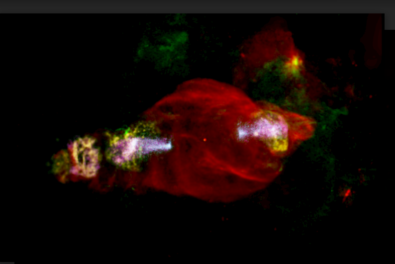 Cosmic manatee accelerates particles from head