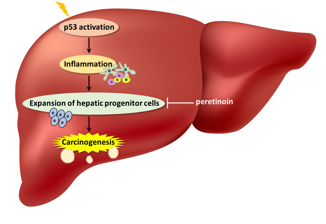 Researchers identified tumor suppressor p53 paradoxically…